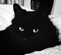 10848894_10204339050209112_900344771494291822_o