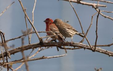 USFWS_house_finches_(23557798370)