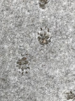 skunk prints in freshly fallen snow