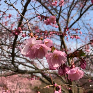 Pink blossoms