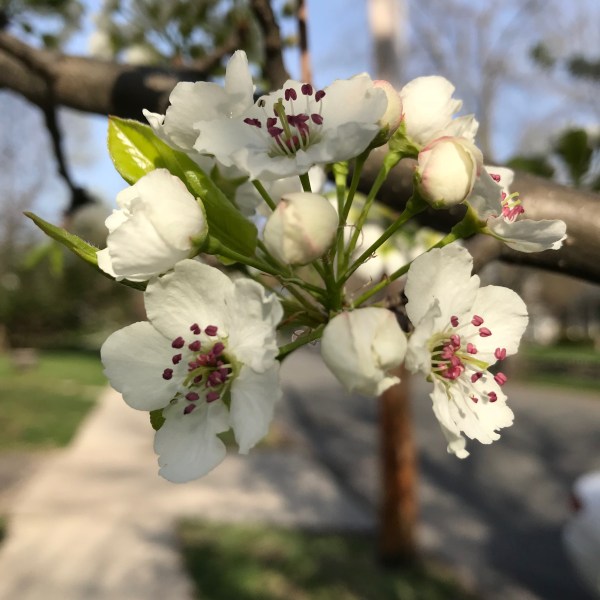 Blooming cluster of white flowers