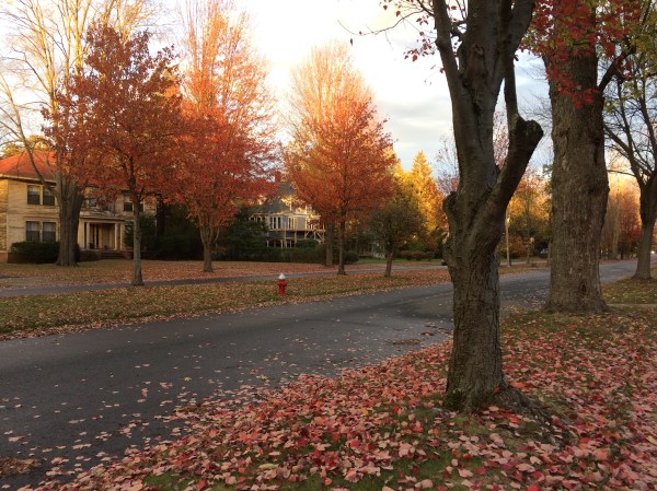 Residential street with fall leaves