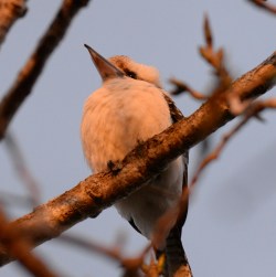 Kookaburra sitting on branch in Sydney, Australia